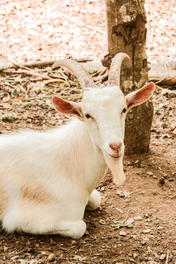 Finca Los Caballos Монтесума Экстерьер фото