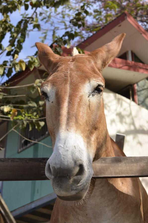 Finca Los Caballos Монтесума Экстерьер фото